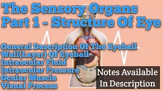 हिन्दी में  Unit 5  The Sensory Organs  Anatomy amp Physiology  BSc Nursing [upl. by Nagey]