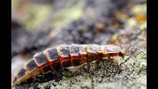 Larva de luciérnaga común europea Lampyris noctiluca [upl. by Yniatirb]