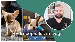 Hydrocephalus in Dogs  Signs Diagnosis Causes and Treatment [upl. by Prady438]