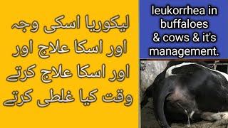 Leukorrhea in cows amp buffaloes and its management  Anestrus in cow and buffaloes [upl. by Sollie]