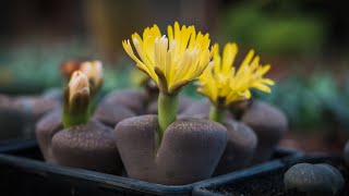 LITHOPS WATERING TECHNIQUES  YOU SHOULD KNOW IT [upl. by Filippa]