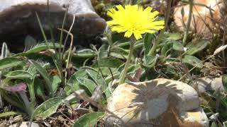 Mouseear Hawkweed [upl. by Murat25]