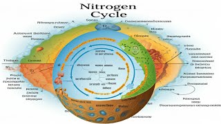 The Nitrogen Cycle [upl. by Ben]