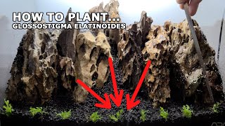 HOW TO Plant Glossostigma Elatinoides In Your Aquarium Tissue Culture [upl. by Lancey]