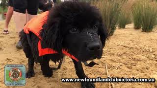 Newfoundland Dogs Water Training [upl. by Modla]