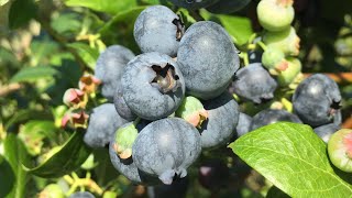 Blueberry Picking at Heidehof Wittenmoor blueberrypicking blueberry [upl. by Friend]