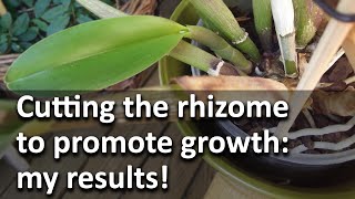 Cutting the rhizome to promote growth my results [upl. by Brandi363]