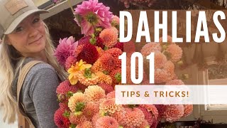 Dahlia Growing 101 how to grow great dahlias [upl. by Aligna]