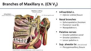 15 Pterygopalatine Fossa Contents [upl. by Ahsienyt]