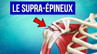 Tendinite du supra épineux à lépaule  Explication et Traitement [upl. by Lady]