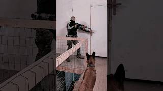 k9 training k9 malinois germanshepherd dog dogtrainer dogtraining [upl. by Ahsaeym]