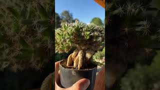 Suculenta Trichodiadema Densum [upl. by Otrevlig]