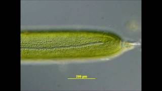 Cytoplasmic Streaming in Nitella [upl. by Cosenza]