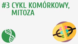 Cykl komórkowy mitoza 3  Genetyka [upl. by Etka977]