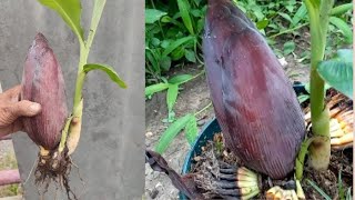 how to grow a banana tree easy method [upl. by Dion15]