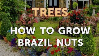 How to Grow Brazil Nuts [upl. by Avery849]