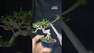 perjalanan bahan bonsai sancang mini dari pertama kali pakai pot kecil bonsai bonsaitree bonsail [upl. by Akimahs]