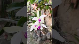 Cattleya violacea semialba Shorts126 [upl. by Bernardina]