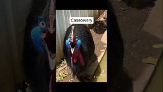 Top 5 funniest bird sound in the world credit zooweemaama on TikTok shorts funny birds [upl. by Eisnyl]