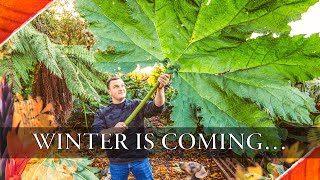 EPIC Winter Gardening Preparations  Ensete Gunnera manicata Cannas amp More Tropical Plants [upl. by Ortiz24]