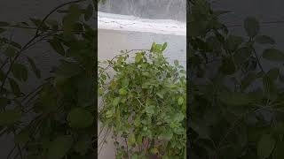 Tulsi songnatureshortsgarden [upl. by Araik]