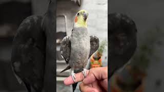 Master Cage me Daane Khatam ho gye  Cockatiel Food  daily Pet Vlogs birds parrot [upl. by Schiffman]