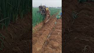 Mechanized harvesting of green onions  good tools and machinery make work more efficient [upl. by Eidna]