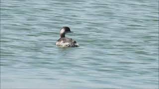 Black necked Grebes [upl. by Trudy246]