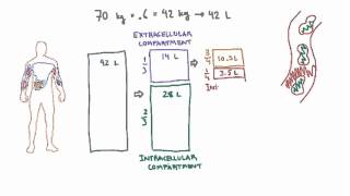 Intravascular and Interstitial Compartments [upl. by Enreval]