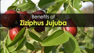 Top 10 Health Benefits of Ziziphus Jujuba [upl. by Asilehc]