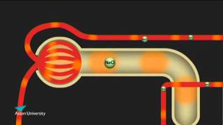 The Kidney amp the Counter Current Multiplier Pharmacology teaching at Aston University [upl. by Shalom]