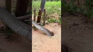 DIY Snake trap short snake Underground snake traps daily trap Knife trap shortsvideo snake [upl. by Ardene542]