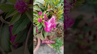 Celosia Flowers 🌺  indoor plants  houseplants  nature trending flowersplantsshortsytshorts [upl. by Rosenfeld133]