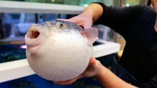 Japanese Street Food  ONE FUGU TO GO Osaka Seafood Japan [upl. by Alemac]