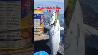 fishing andamansea andamanbeach rodfishing fishinglife andamanislands andamantravel [upl. by Yoong]