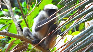 Monkeys in the wild jumping around  blackfooted monkeys Langur [upl. by Kcerb]