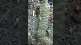 Tephrocatus articulatus strobiliformis cactusopuntia [upl. by Oderfla]