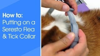 How to put on a Seresto Flea and Tick collar for dogs and cats [upl. by Columbus796]