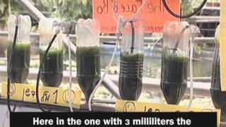 Micro Algae Coeducational project in Israelmpg [upl. by Omissam682]