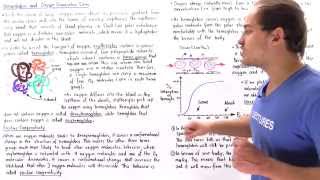 Hemoglobin Cooperativity and Oxygen Dissociation Curve [upl. by Aenehs]