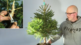 Making a Norway Spruce Bonsai from nursery stock [upl. by Kenwrick]