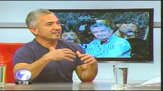 Cesar Millan quotEl Encantador De Perrosquot En Costa Rica Entrevista En Telenoticias [upl. by Anilah330]