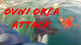 OVNI ATTACKED BY ORCAs [upl. by Kcirtap]