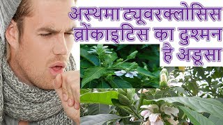 Asthma TB Tuberculosis Bronchitis खाँसी का अंत करेगा इस पौधे की पत्तियों का रस [upl. by Bellanca588]