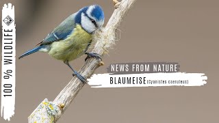 Blaumeisen Cyanistes caeruleus Syn Parus caeruleus Gesang [upl. by Pratte]