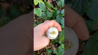 Golf ball hunting golfballsfungolfcourse [upl. by Freemon980]