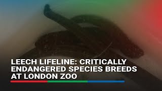 Leech lifeline Critically endangered species breeds at London Zoo  ABSCBN News [upl. by Marga]