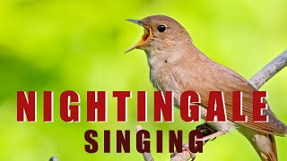 Singing NIGHTINGALE  the best BIRD SONG [upl. by Marko]