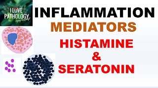 INFLAMMATION Part 4 Chemical Mediators HISTAMINE amp SEROTONIN [upl. by Onfroi143]