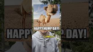 🇺🇸🐫 HUMP DAY [upl. by Zilada]